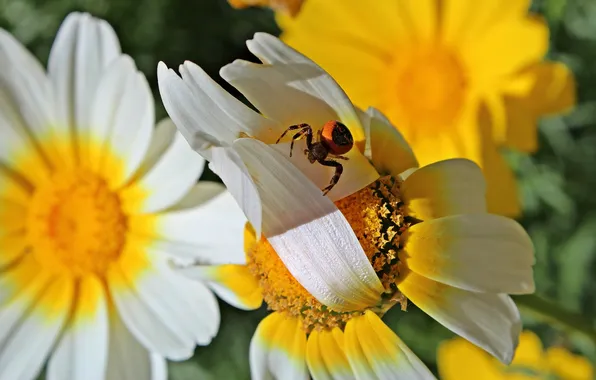 Picture macro, flowers, chamomile, spider