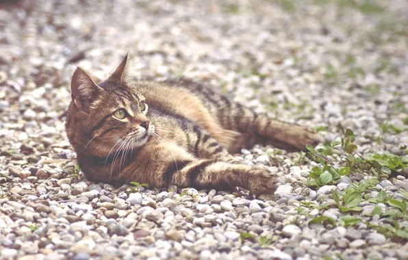 Picture cat, Koshak, lies, Tomcat, stones