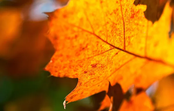 Picture autumn, macro, light, orange, nature, sheet, veins