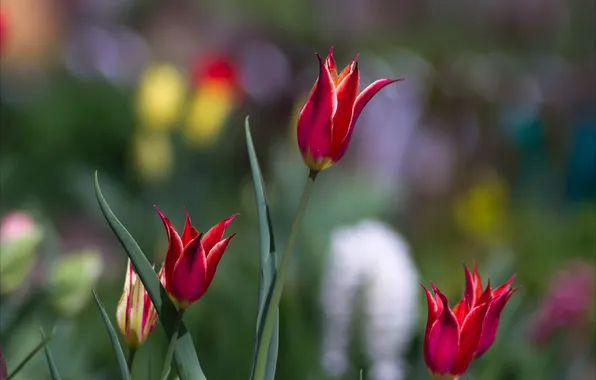 Flowers, nature, tulips, wild