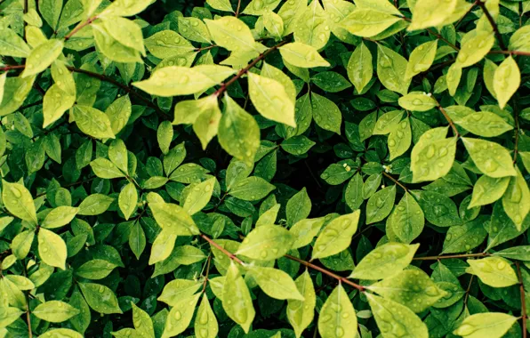 Nature, Leaves, Green, Branches, Nature, Green, Colors, Leaves