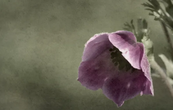 Flowers, style, background