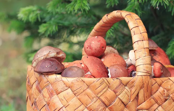 Nature, mushrooms, mushroom, basket, needles, a lot, different, basket