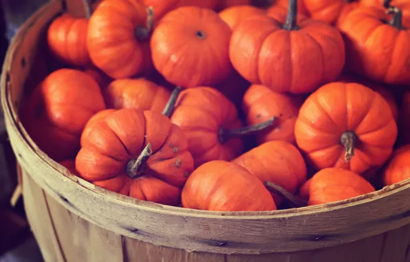 Picture color, photo, Wallpaper, basket, bright, food, pumpkin