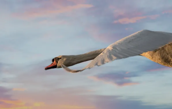 The sky, bird, wing, Swan, flight, neck