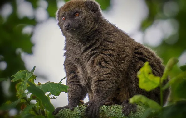 Look, pose, tree, wool, lemur