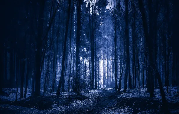 Picture winter, forest, trees