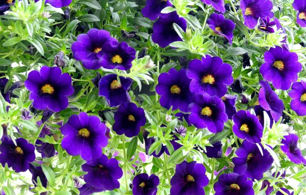 Summer, flowers, petunias, purple petunias