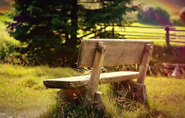 Greens, field, grass, leaves, the sun, trees, bench, nature