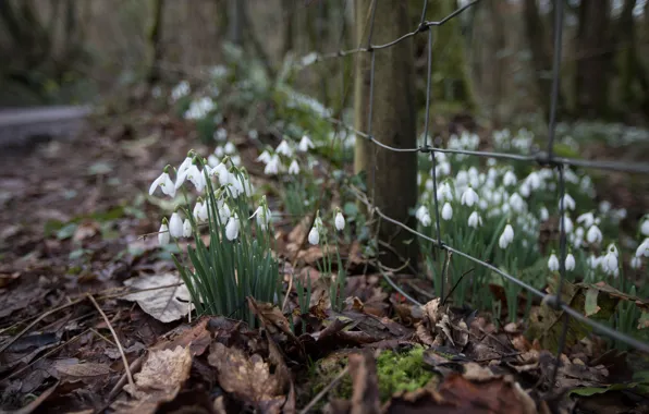 Leaves, macro, snowdrops