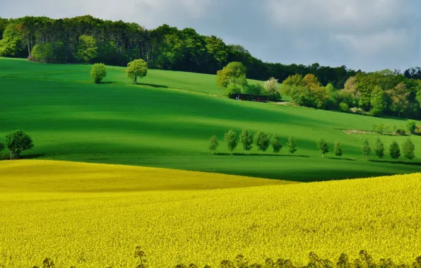 Field, trees, flowers, yellow, spring, may, may, flowering