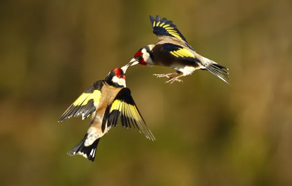 Birds, two, in flight, goldfinches