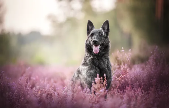 Picture language, dog, bokeh, Heather
