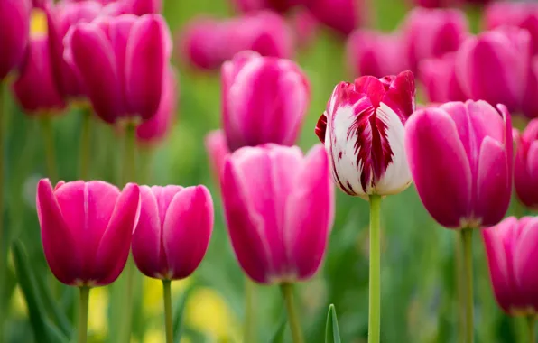 Picture macro, tulips, buds, bokeh