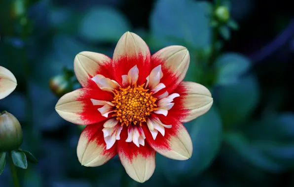 Picture flower, flower, Dahlia