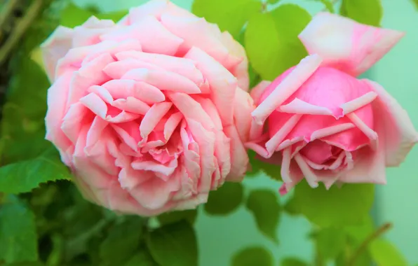 Leaves, flowers, green, background, roses, petals, gentle, pink