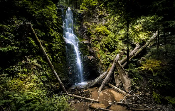 Forest, trees, stones, rocks, waterfall, stream, California, Berry Creek Falls