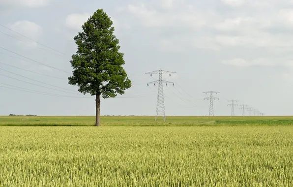 Picture field, tree, posts