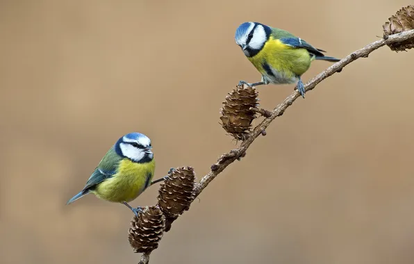 Branches, bird, pair, bumps, tit