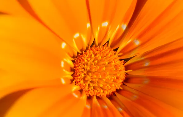 Flower, nature, paint, petals