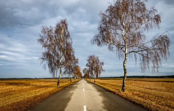 Road, field, birch