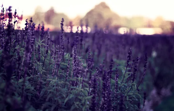 Picture flowers, nature, background, Wallpaper, pictures, plants, the evening, purple