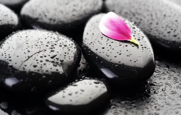 Picture drops, stones, petal