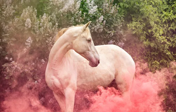 White, look, face, flowers, nature, horse, pink, horse