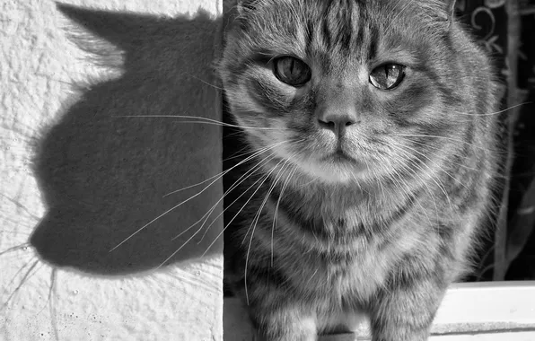 Cat, light, street, shadow, window, day, Tamara Pocrovskaya