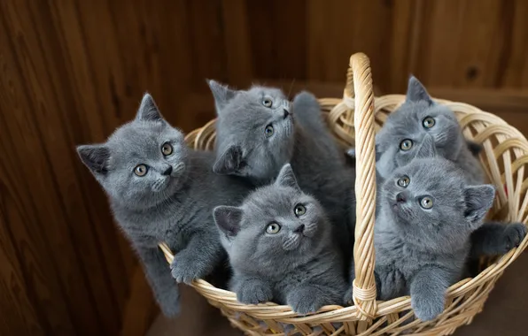 Cat, look, pose, kitty, kittens, face, basket