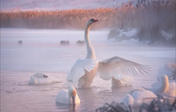 Winter, snow, birds, fog, shore, morning, white, swans