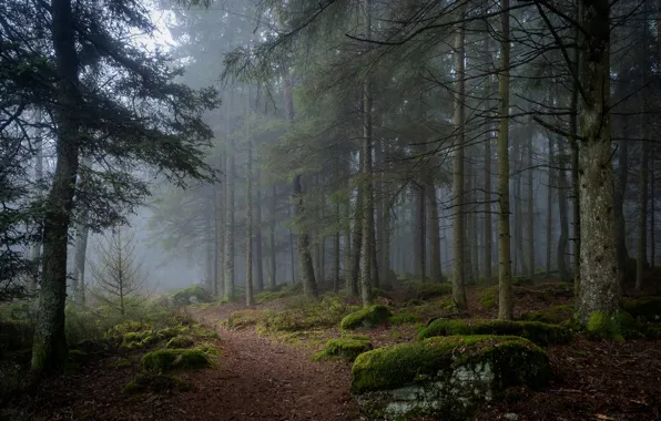 Forest, trees, nature, fog, stones, moss, path