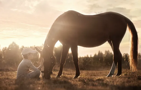 Picture light, horse, boy