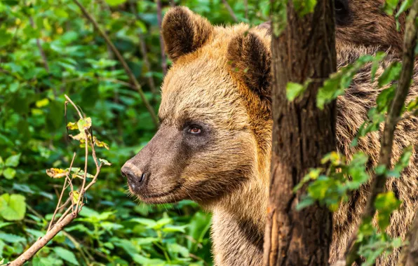 Face, portrait, bear