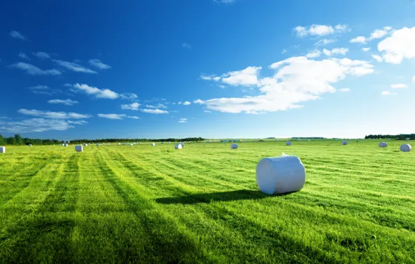Wallpaper field, nature, hay, weed, blue sky