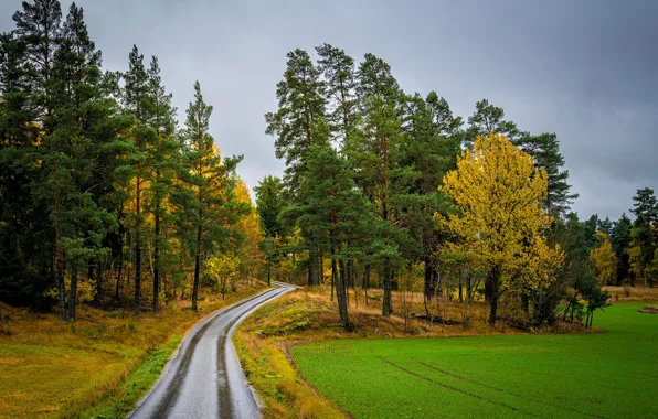 Picture road, field, autumn, forest, trees, Stockholm, Sweden, Skalhamra