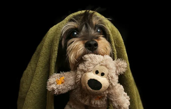 Picture Dog, Look, Toy, Black background, Dog, Terrier, Terrier, Blanket