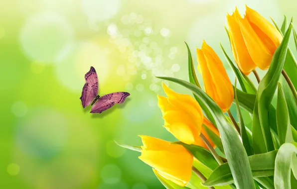 Picture BUTTERFLY, the Wallpapers, SPRING, BEAUTY, YELLOW TULIPS