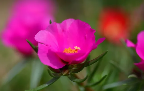 Picture leaves, nature, petals, garden, meadow