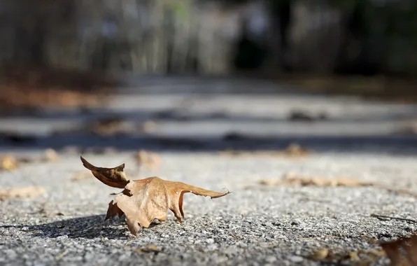 Leaves, macro, nature