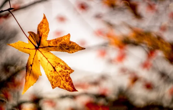 Autumn, leaves, nature