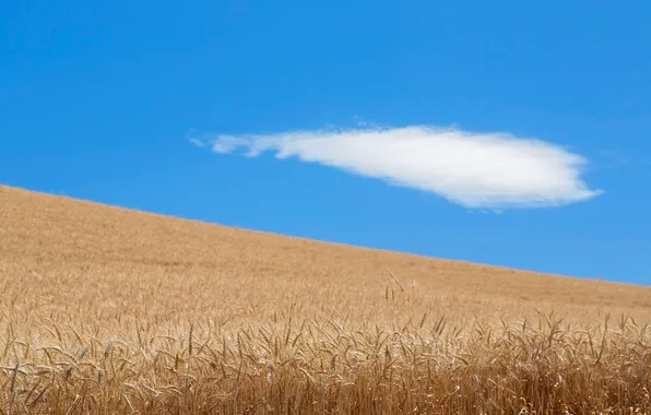 Field, the sky, clouds, nature, harvest