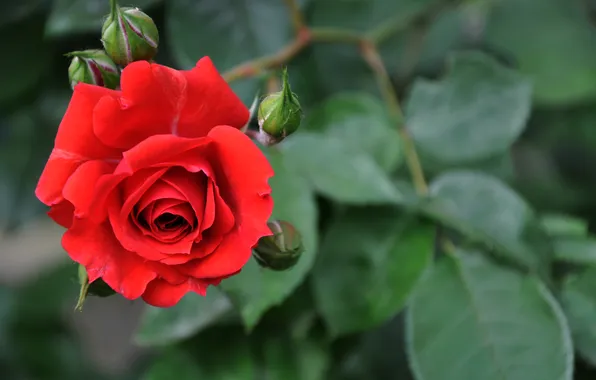 Flower, macro, rose, beauty, red