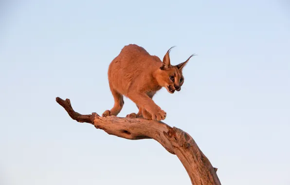 Background, predator, log, Caracal, steppe lynx, Caracal