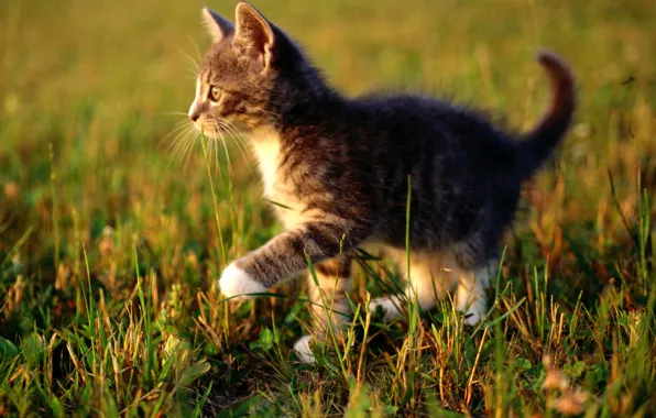 Picture cat, grass, cat, macro, kitty, cat