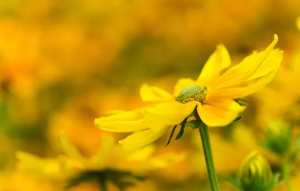 Flower, flowers, background, yellow
