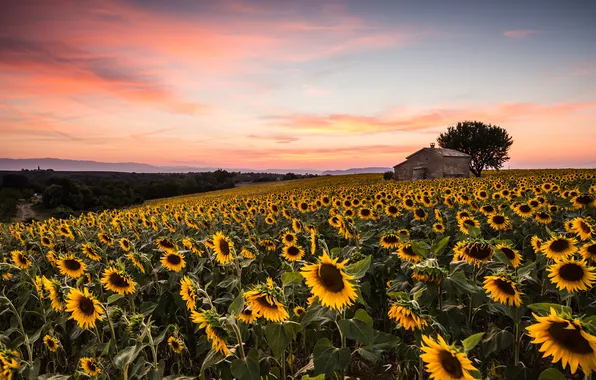 Field, summer, sunflowers, sunset, tree, the evening, house