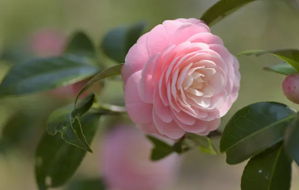 Leaves, macro, pink, Camellia