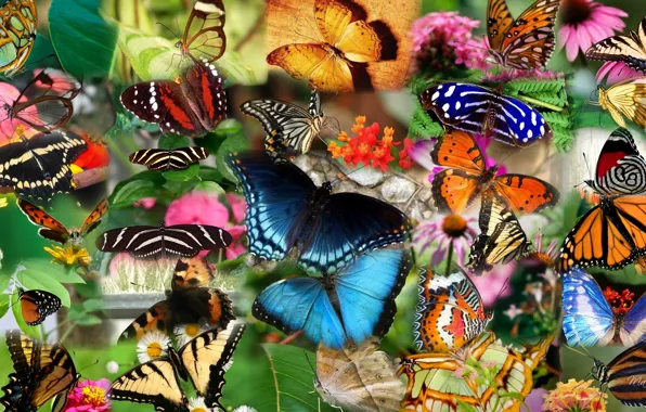 Picture collage, butterfly, insect, moth