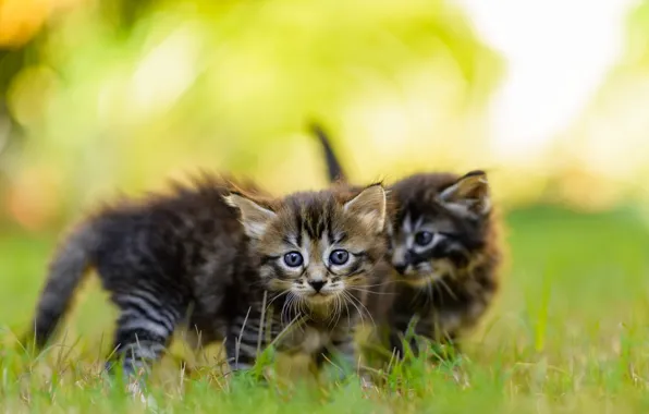 Summer, grass, look, light, nature, pose, kitty, lawn